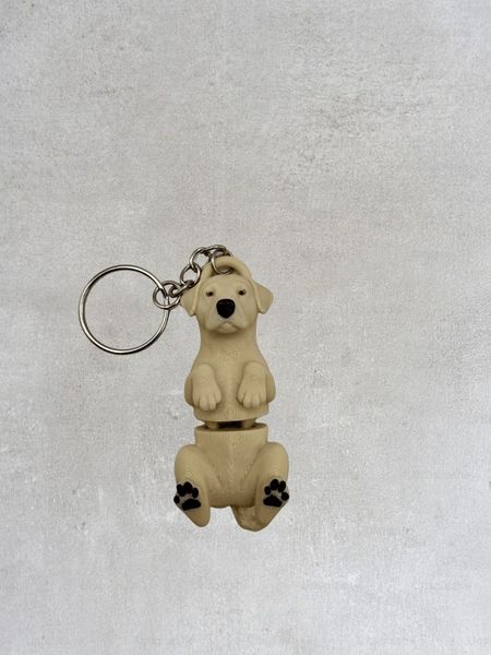 Brelok - Labrador Retriever